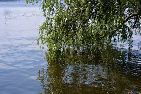 Willow branches on the surface of the lake in the summer. Nature and weather with fresh water, green willow leaves and animals.の写真素材