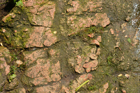 Close-up of a brick wall covered with moss and lichen. Beautiful bright and unusual natural backgrounds made of large stones, deep cracks, green plants.の写真素材
