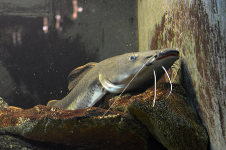 Closeup of a catfish in an aquarium. horizontal shot. Bright and colorful, white large small fish that live in aquarium of freshwater animals, fish in Dnipro city, Ukraine.の写真素材