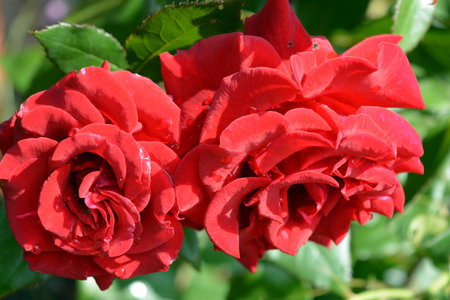 Red roses in the garden, close-up of beautiful flowers. Red, curly rosebuds with green leaves and stems growing in the garden.の写真素材
