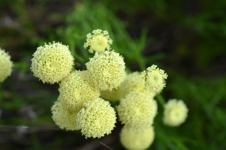 Flowers on the grass in the garden, close-up.  Golden round flowering flowers, flowering caps with...
