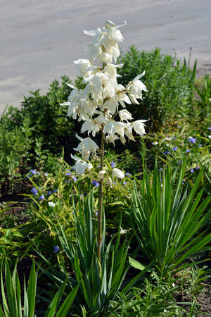 Beautiful blooming yucca plant in the summer garden. White flowers, bright bells of street yucca growing in a park in the city of Dnipro, Ukraine.の写真素材