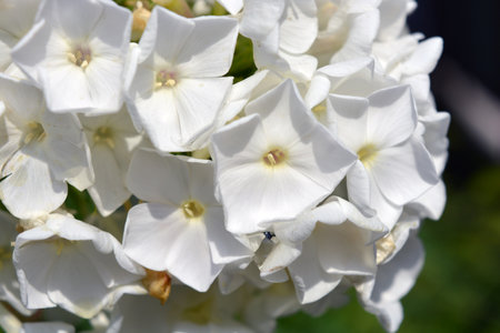 White Phlox paniculata flower close up in the garden. White bright phlox, small garden bushes with...
