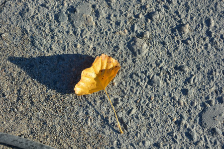 Yellow autumn leaf on the asphalt in the city, closeup of photo. Yellow, brown, golden, dry green leaves, fallen leaves lie on the ground, sidewalk on the still green grass.の写真素材