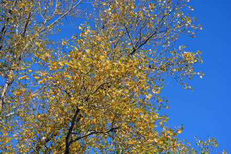 Yellow birch leaves against the blue sky in autumn, close-up. Dry, bright, golden, yellow-green leaves hang on the tree against the blue sky.の写真素材