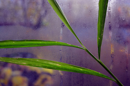 Bamboo leaf on the wet glass with raindrops. Natural background. Green leaves, long stems growing...