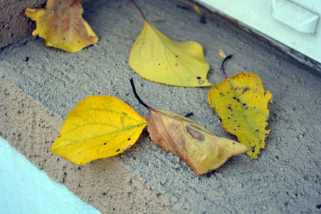 Fallen yellow autumn leaves on the steps of the house. Selective focus. Yellow, brown, golden, dry green leaves, fallen leaves lie on the ground, sidewalk on the still green grass.の写真素材