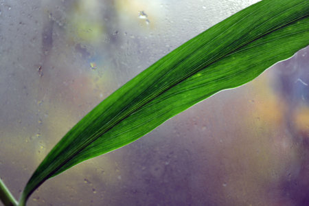 Green leaves, long stems of ginger growing against the background of a wet window.の写真素材