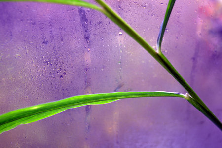 Green grass in water drops on a purple background. Close up. Green leaves, long stems of ginger growing against the background of a wet window.の写真素材