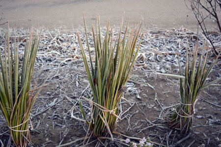 Plants in the desert. Bright white frost on grass, flowers, outdoor flower beds.