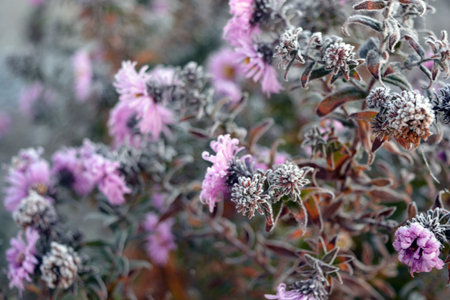 Frosted purple flowers on a bush in a winter garden. Bright white frost on green leaves, purple flowers of September, shrubs, outdoor flower beds.の写真素材