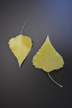Yellow birch leaves on a gray background. Autumn concept. Flat lay, top view.の写真素材