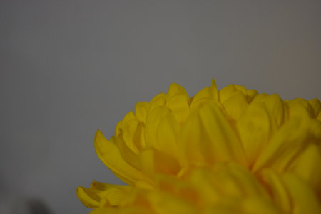 Yellow chrysanthemum on a gray background close-up. Beautiful autumn flowers, large flowering buds of yellow chrysanthemums with green leaves.の写真素材