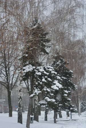 Winter landscape with snow-covered trees in the city park on a cloudy day. A calm winter day, a beautiful landscape of the embankment.の写真素材