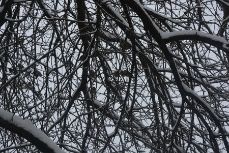 Tree branches covered with snow in winter, closeup of photo. Beautiful winter landscape, branches of fruit trees, vines covered with white fluffy snow.の写真素材