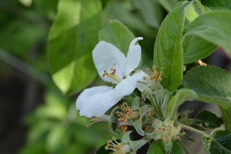 White flowers of apple tree in the garden. Shallow depth of field. White flowers of a domestic apple tree with green leaves growing in a home garden.の写真素材