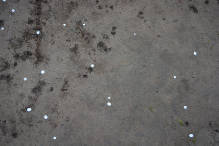 Golf ball on the ground. Golf ball on the ground. Beautiful spring weather, fallen apricot tree petals on the ground.の写真素材