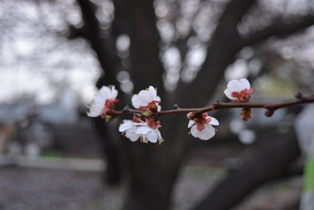 Apricot blossom in spring, selective focus, shallow DOF. Beautiful spring weather, a blooming branch of an apricot tree with white flowers. An old tree growing in a home garden.の写真素材
