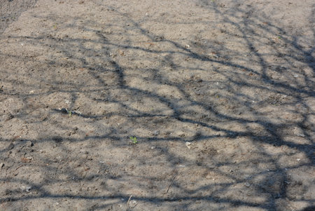 Shadow of tree on the ground. Abstract background and texture for design. Beautiful spring weather, ground after winter with shade from trees.の写真素材