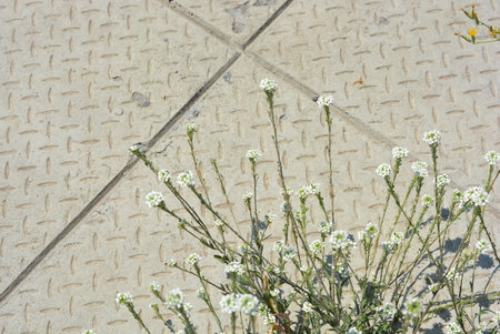 White flowers on the floor in the city, note shallow depth of field. Beautiful and bright weather with small white flowers growing on a cement background in the sand.の写真素材