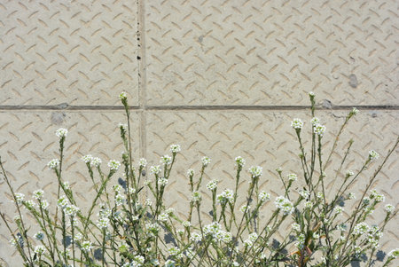 White flowers growing on a cement background with copy space. Beautiful and bright weather with small white flowers in the sand.の写真素材