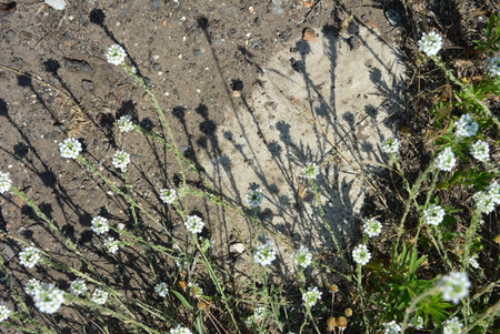 Little white flowers on the ground in the park. Spring background. Beautiful and bright weather with small white flowers growing on a cement background.の写真素材