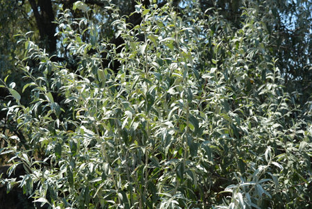 Willow branches with green leaves close-up on a sunny day. Nature, beautiful and unusual gray and...