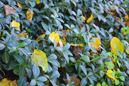 Close up of green leaves in the garden at autumn. Natural background. Beautiful, bright autumn...