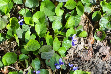 Viola odorata, common violets or common violets. Beautiful spring nature, bright purple blue flowers...