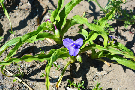Purple flower on a background of green leaves in the garden.の写真素材
