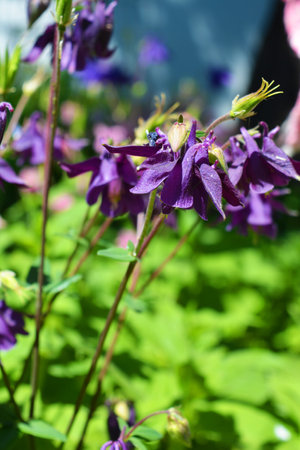 Aquilegia vulgaris, commonly known as the catchment, is a species of flowering plant in the columbine family.の写真素材
