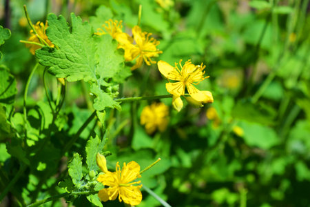 Yellow flowers of celandine (Chelidonium majus). Beautiful yellow flowers of celandine with green leaves growing in the home garden under the sun.の写真素材