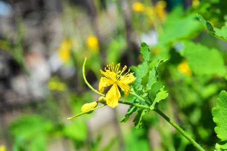 Celandine (Chelidonium majus) flower in garden. Beautiful yellow flowers of celandine with green leaves growing in the home garden under the sun.の写真素材