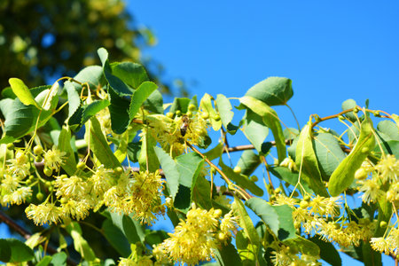 Linden flowers with green leaves on blue sky background in sunny day. Bright yellow flowers, a flowering linden tree with green leaves are located against the blue sky.の写真素材