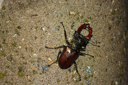 Stag beetle (Lucanus cervus) on the ground. Beautiful bright nature, animals and insects. A large brown-black beetle sits on a gray-green cement pillar.の写真素材