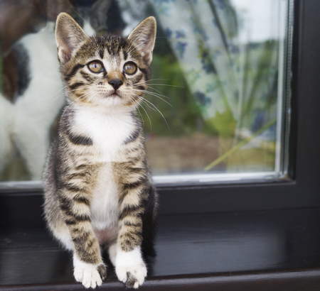 Two small striped kittens sit on the windowsill. Window of the house in the yard. Wood paneling. Playful cat.の写真素材