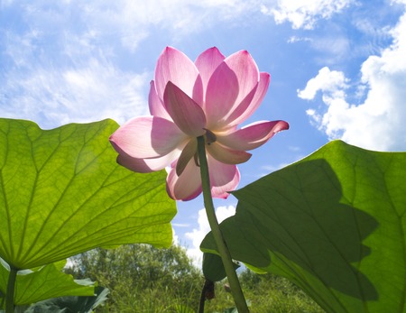 Beautiful pink lotus flower in blooming. Background is the lotus leaf and lotus bud.の写真素材