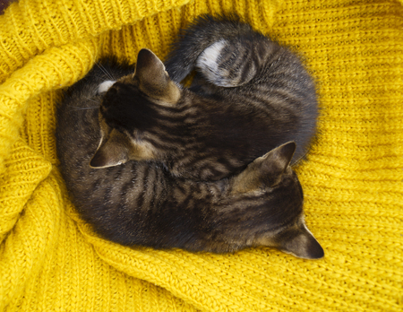 Two striped kittens are wrapped in a yellow knitted scarf. Seals play. Friendship of pets. The cat warms itself in the cold autumn. A man's house friend.の写真素材