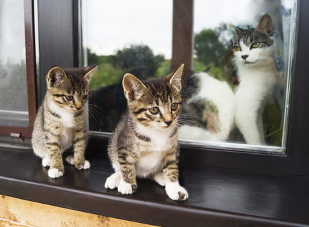 Two small striped kittens sit on the windowsill. Window of the house in the yard. Wood paneling. Playful cat.の写真素材