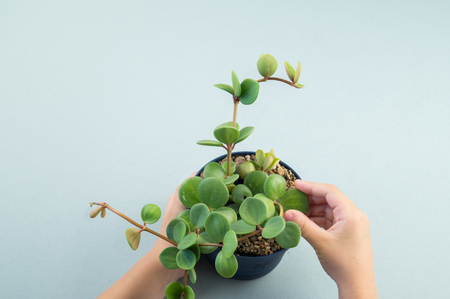 Girl hands holding small pot with green decorative succulent plant with copy space on turquoise paper background in minimalism style. Template for child blog.の写真素材