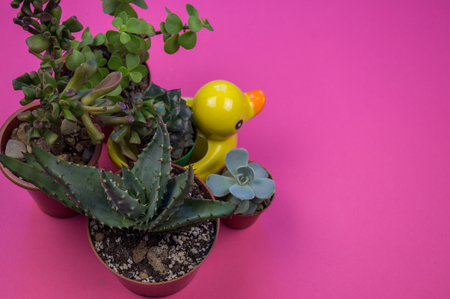 Pot with cactus on a pink background. Pastel shades. Valentine's Day. Tropics.の写真素材