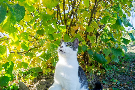 A cat lies in the grass and hunts. Striped pet.の写真素材