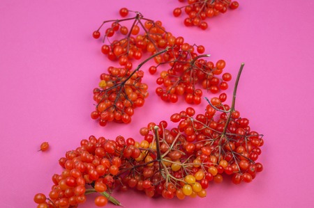 Autumn red leaves and berry on a pink background. Pastel colors.