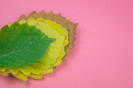Autumn leaf nature concept of on pastel pink background. Yellow oak leafの写真素材