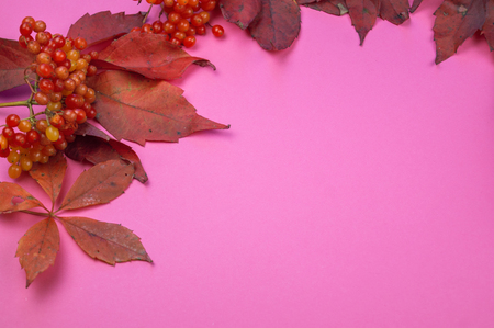 Autumn red leaves and berry on a pink background. Pastel colors.の写真素材