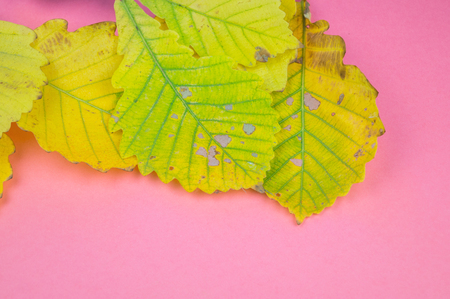 Autumn leaf nature concept of on pastel pink background. Yellow oak leafの写真素材