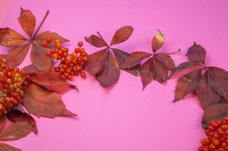 Autumn red leaves and berry on a pink background. Pastel colors.の写真素材