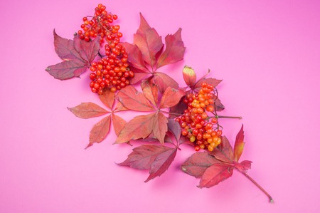 Autumn red leaves and berry on a pink background. Pastel colors.の写真素材
