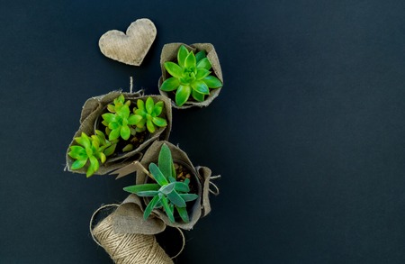 A cactus in a pot wrapped in cloth stands on a black table. Eco style. Flat lay. Succulent green cord for packaging and heart textile. Interior home and office. Hobby floriculture.の写真素材