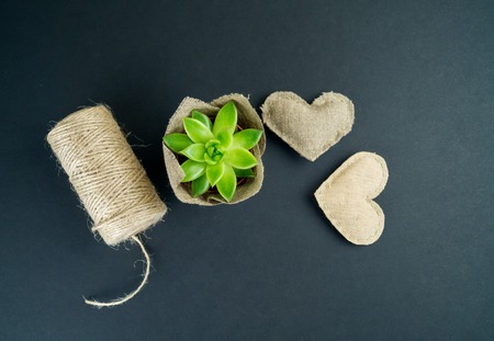 A cactus in a pot wrapped in cloth stands on a black table. Eco style. Flat lay. Succulent green cord for packaging and heart textile. Interior home and office. Hobby floriculture.の写真素材